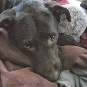 Meet your Posher, Joyce